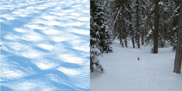 Moguls&Trees.jpg