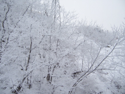 100_8531.JPG