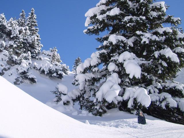 Swallow-in-deep-snow.jpg