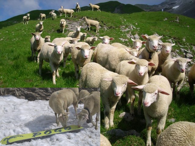 crowd-of-sheep.jpg