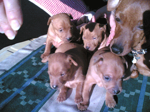 cuccioli.gif