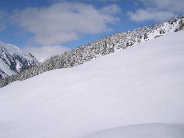 Freeride-Wald.jpg