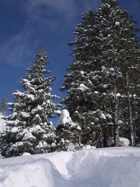 Snow-Palm.jpg