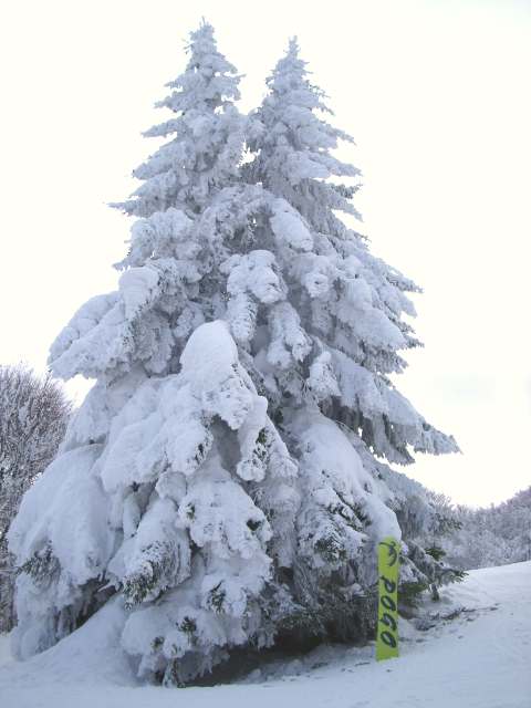 sapin-sur-piste.jpg