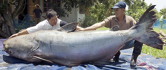 pesce-d-aprile.jpg
