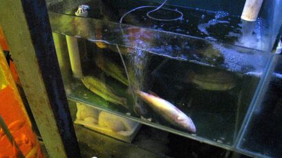 pesce 1.jpg