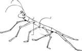 stickInsect.jpg